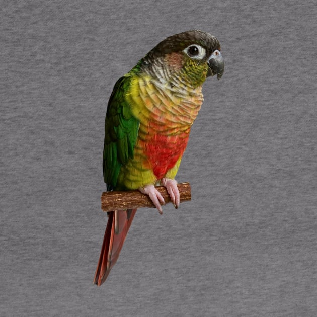 Green cheek Conure Parrot Bird Parakeet for women and men by TatianaLG